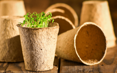 Biodegradable vs Compostable