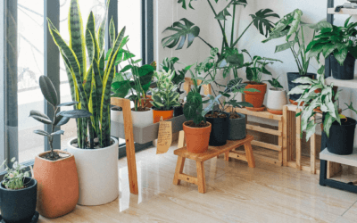 10 Easy Low-Maintenance Indoor Plants