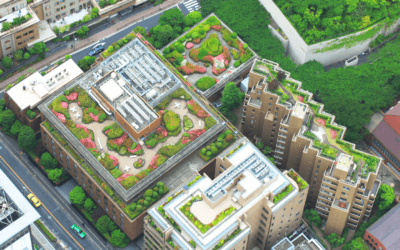 How To Start A Veggie Garden in NYC