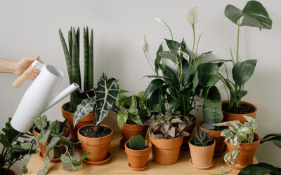 Bringing Nature Home: Cultivating an Indoor Garden Oasis