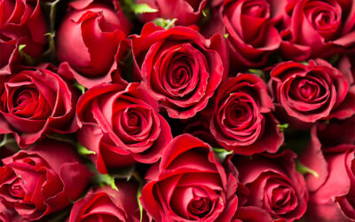 Blooms and Consequences: The Impact of the Flower Industry