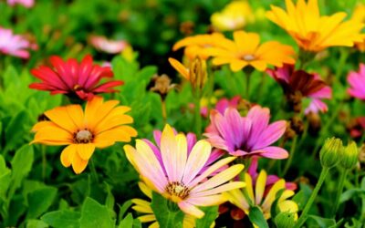 Blossoms and Buzz: Starting a Pollinator-Friendly Garden this Summer