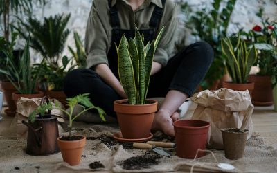 Bringing Green Inside: How I Started Indoor Gardening and You Can Too
