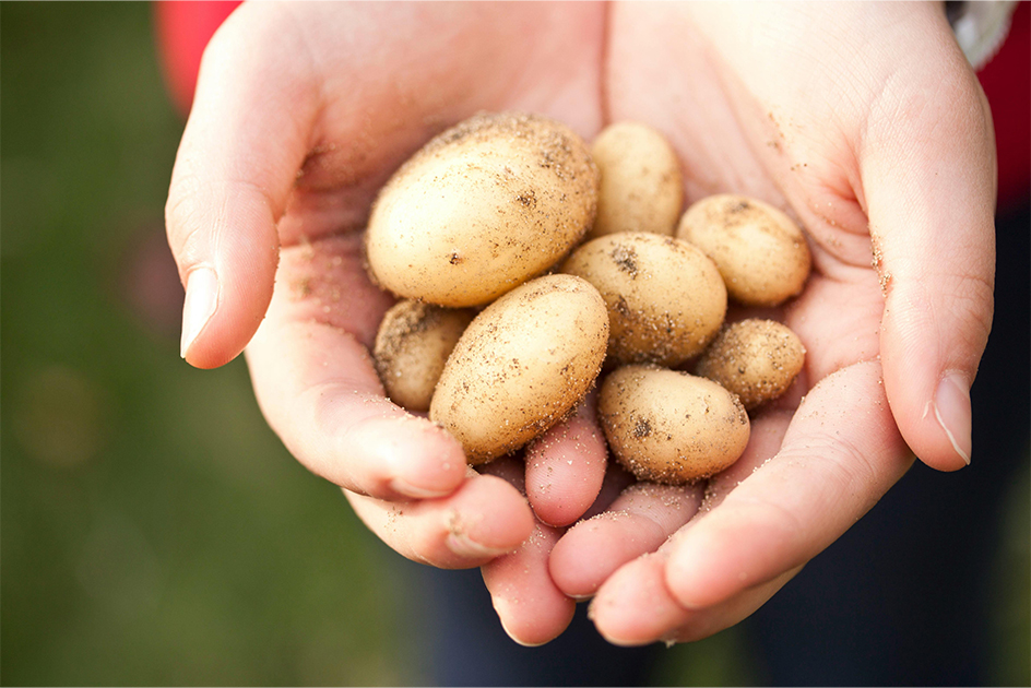 Growing With Care: A Personal Look at Earth-Friendly Farming 05