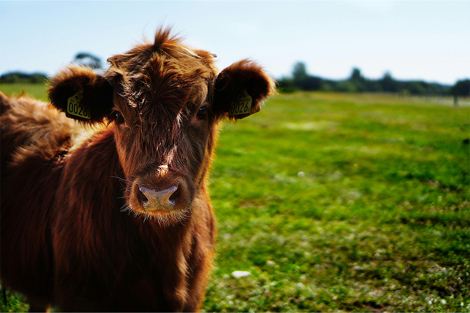 Growing With Care: A Personal Look at Earth-Friendly Farming 04