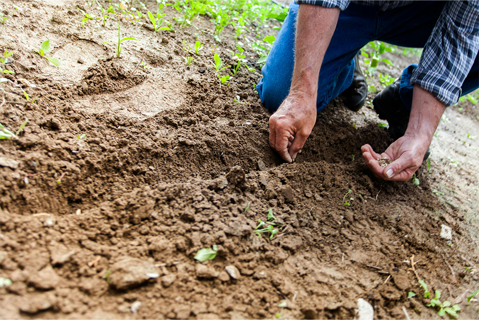 Growing With Care: A Personal Look at Earth-Friendly Farming 02