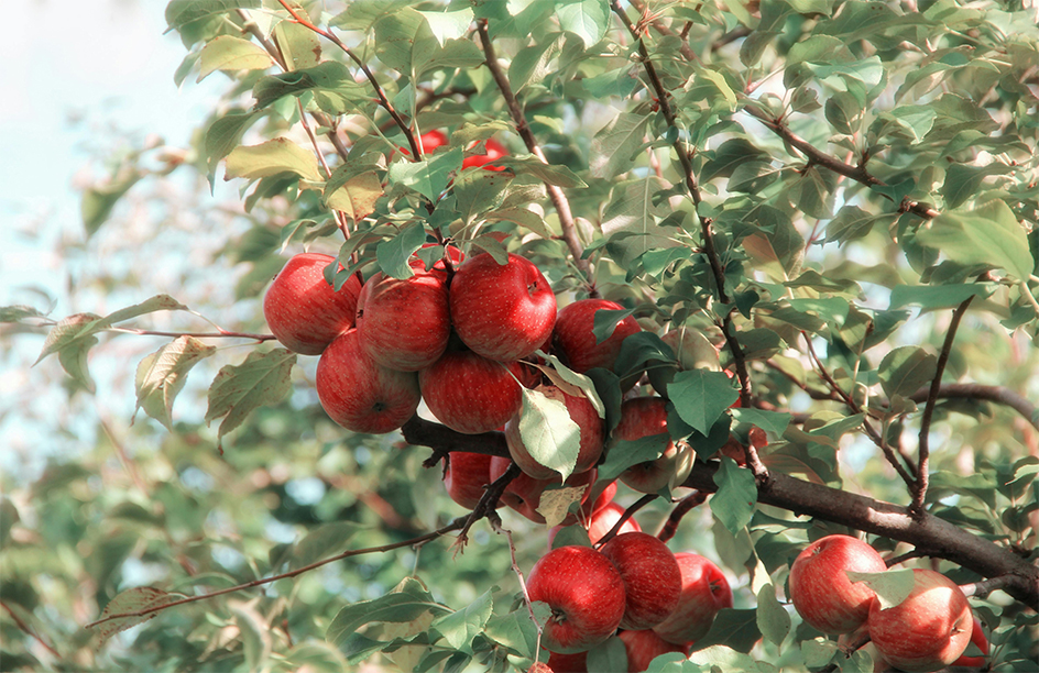 Growing With Care: A Personal Look at Earth-Friendly Farming 03