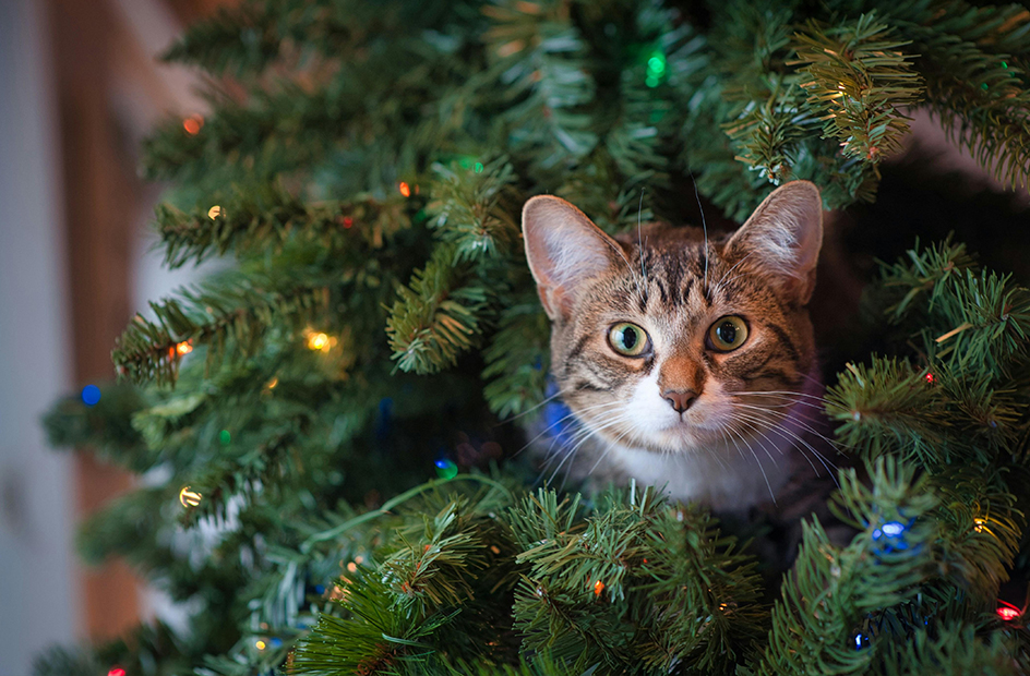 December Feature - A Season of Light A Season of Renewal -07