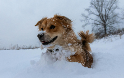 The Winter Electric Rate Spike Nobody Explains